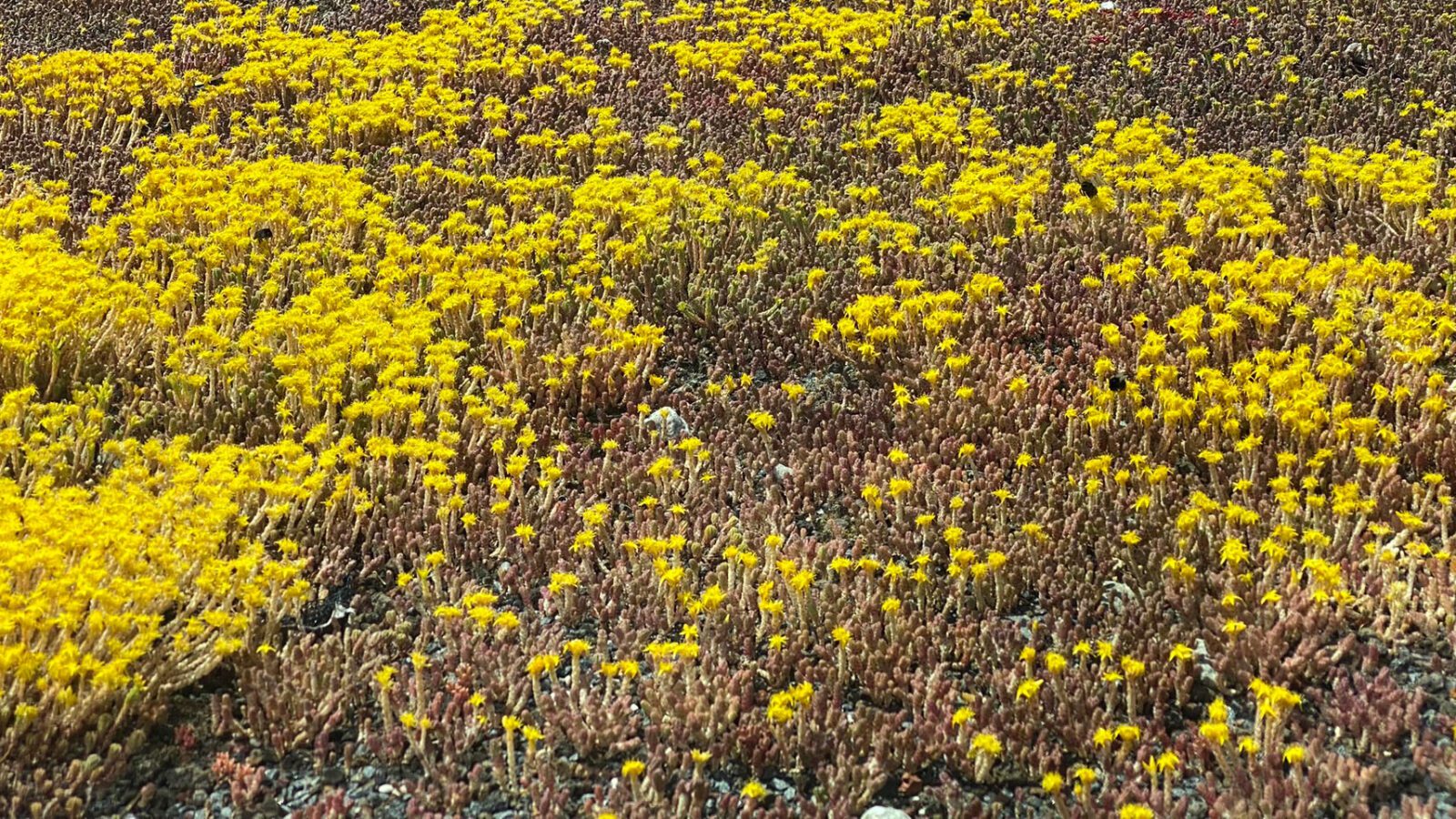Bildet fra Fløybyen i Arendal viser sedumdekke på tak under blomstring, med humler