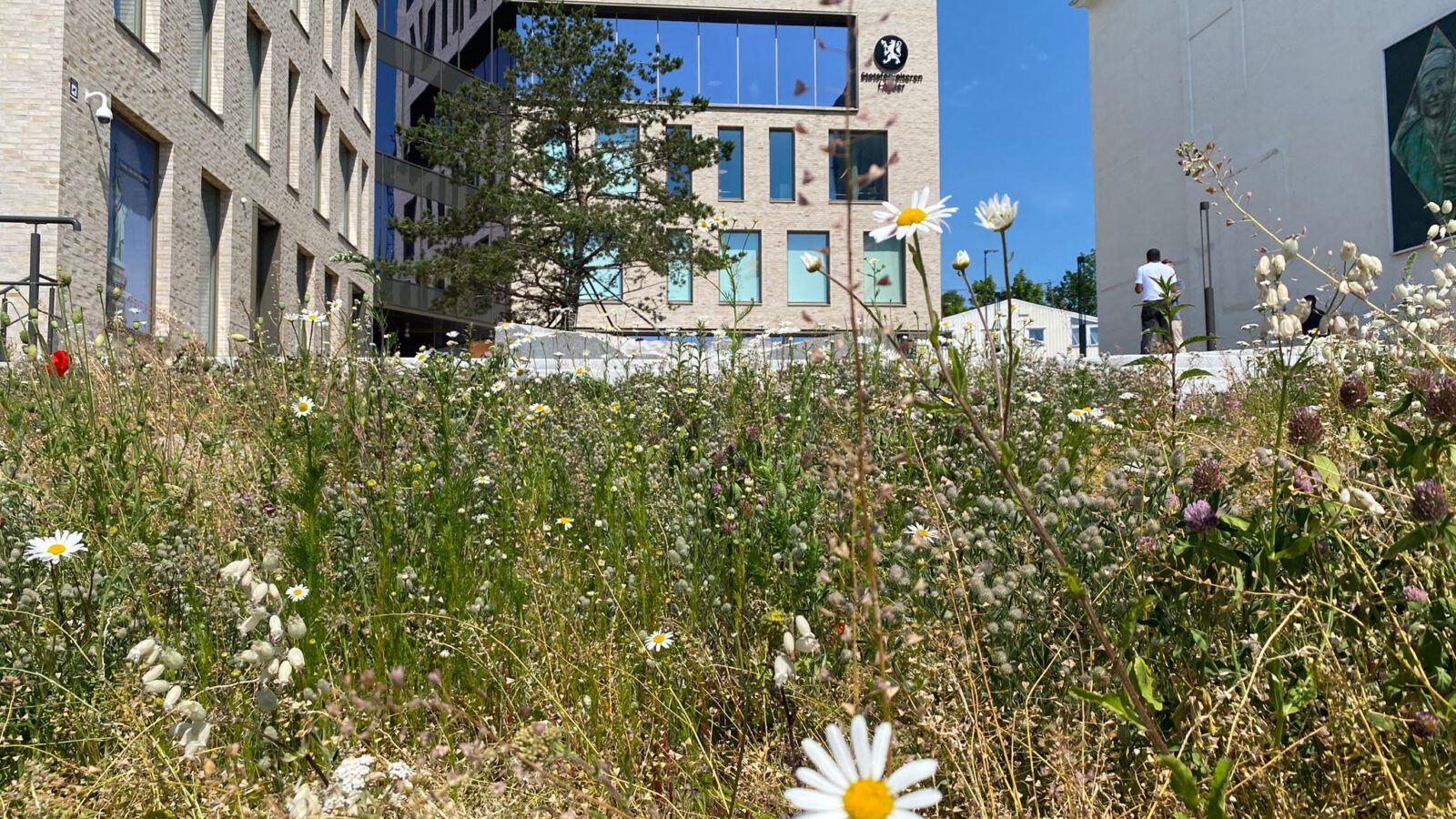 Blomstereng med stedegne arter innenfor areal for Breeam