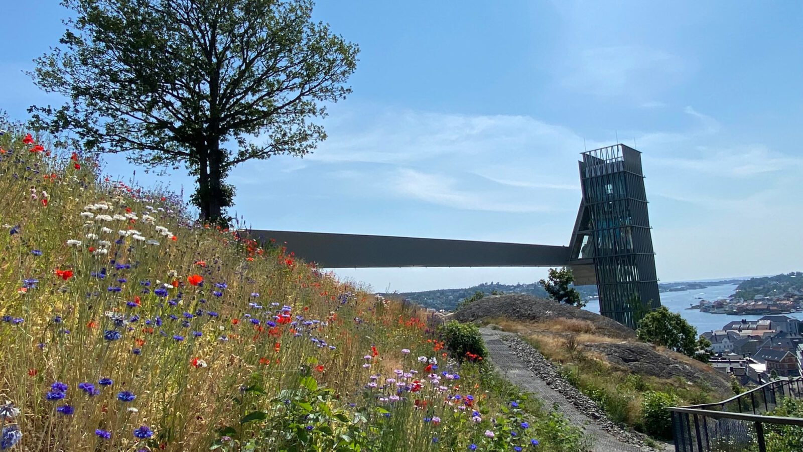 Blomstereng i randsone, med glassheisen i bakgrunnen og utsikt over Galtesund