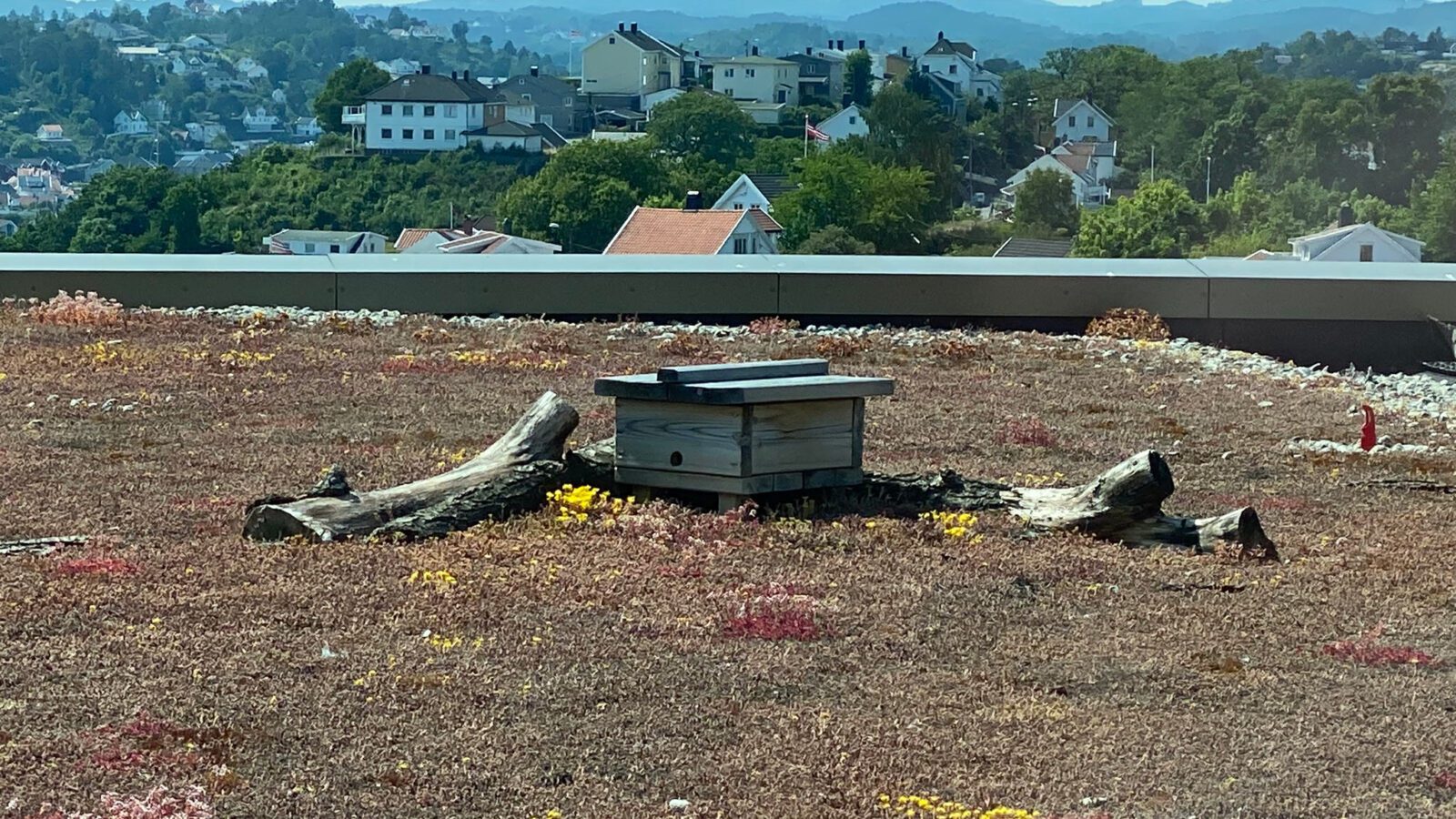 Humlebolig i sedumdekke på tak, fra Fløybyen i Arendal