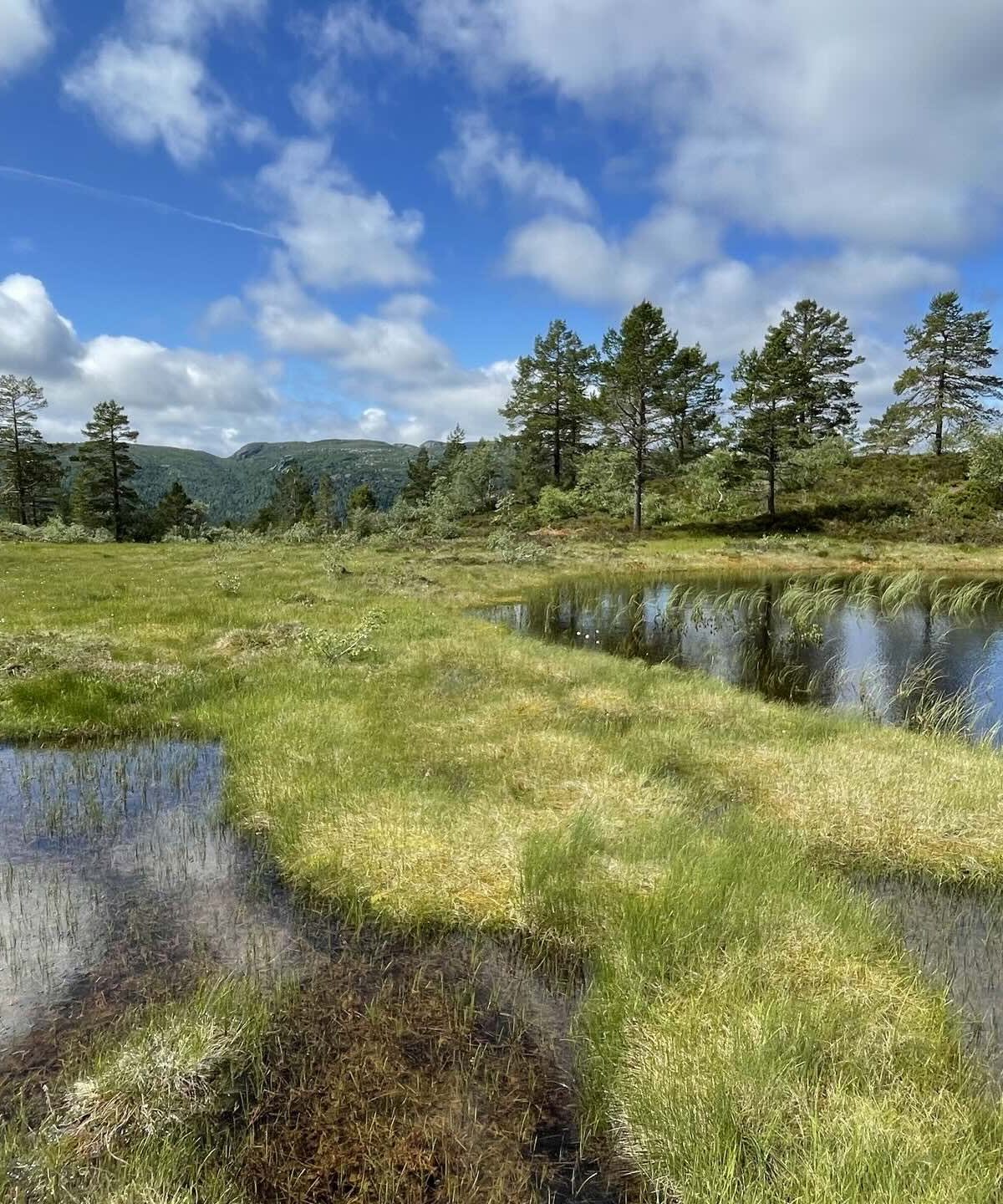 Flatt område med gress, lyng og små vann, i bakgrunnen utsikt over skogsområde