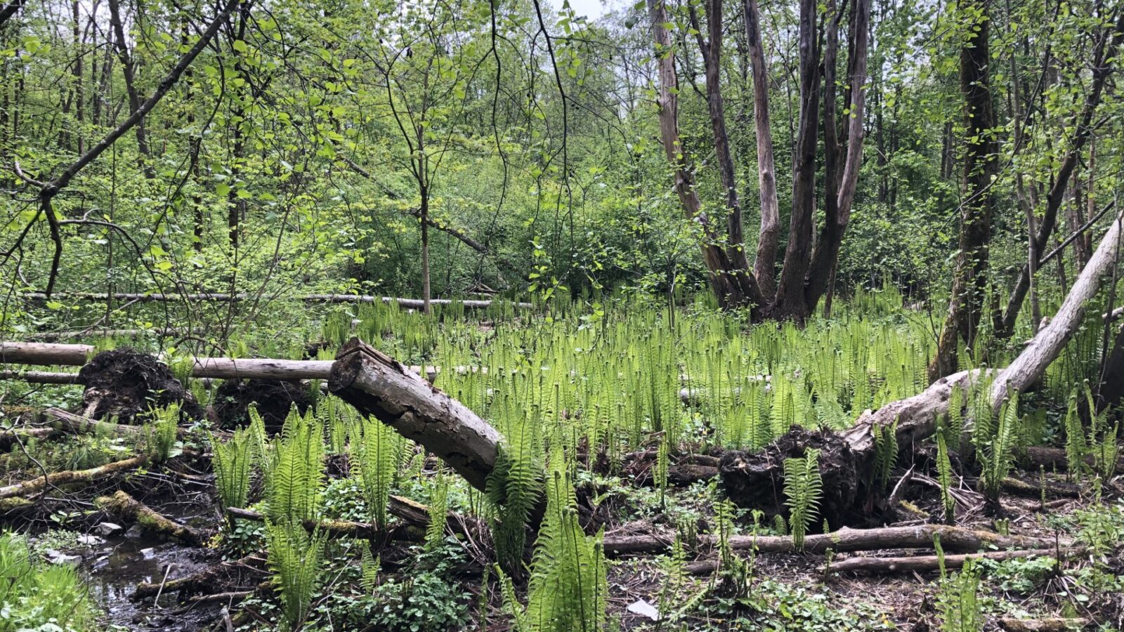 Illustrasjonsbilde av natur som er i ferd med å gro til etter hogst