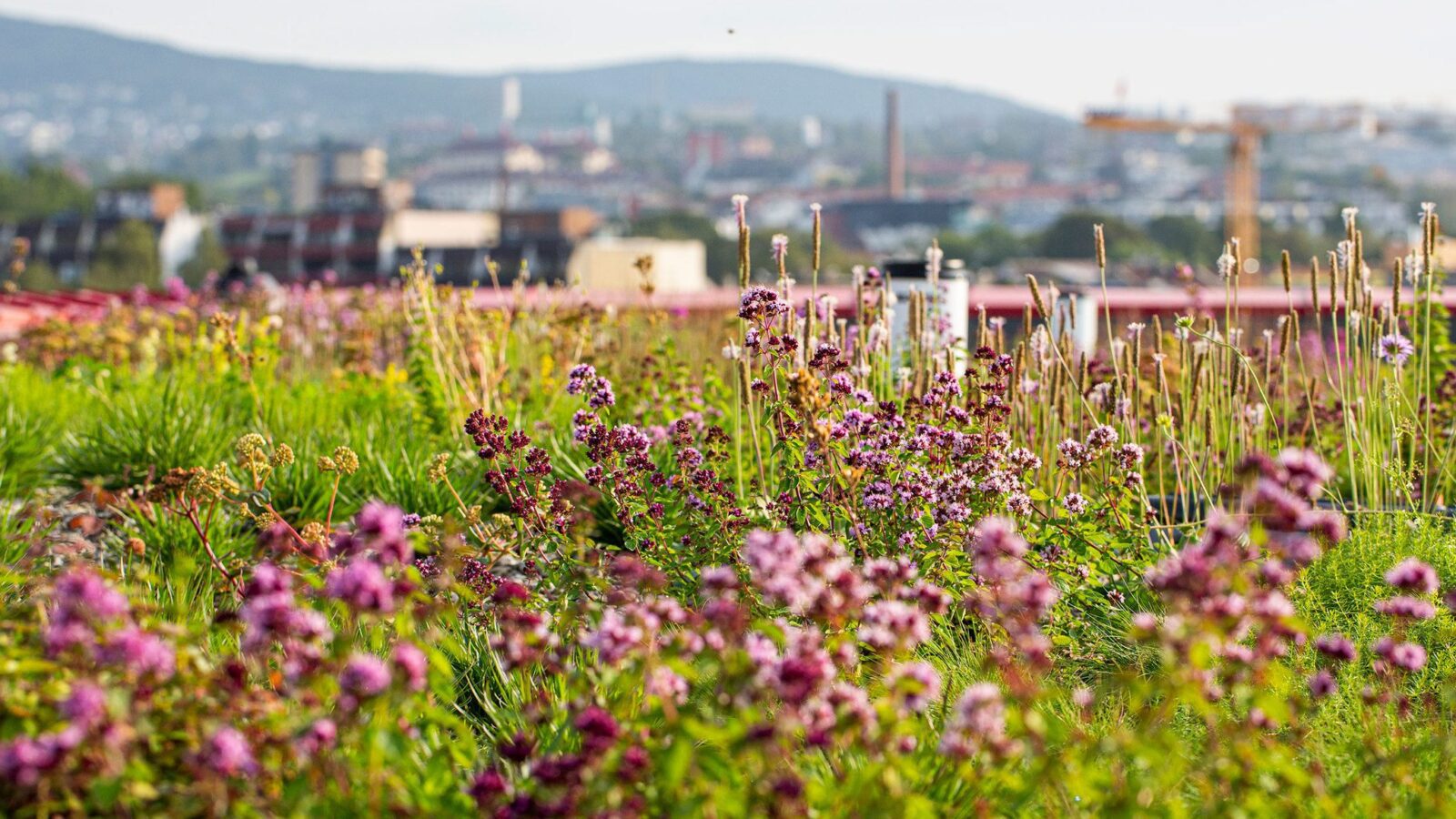 Tak med blomstereng midt i en by