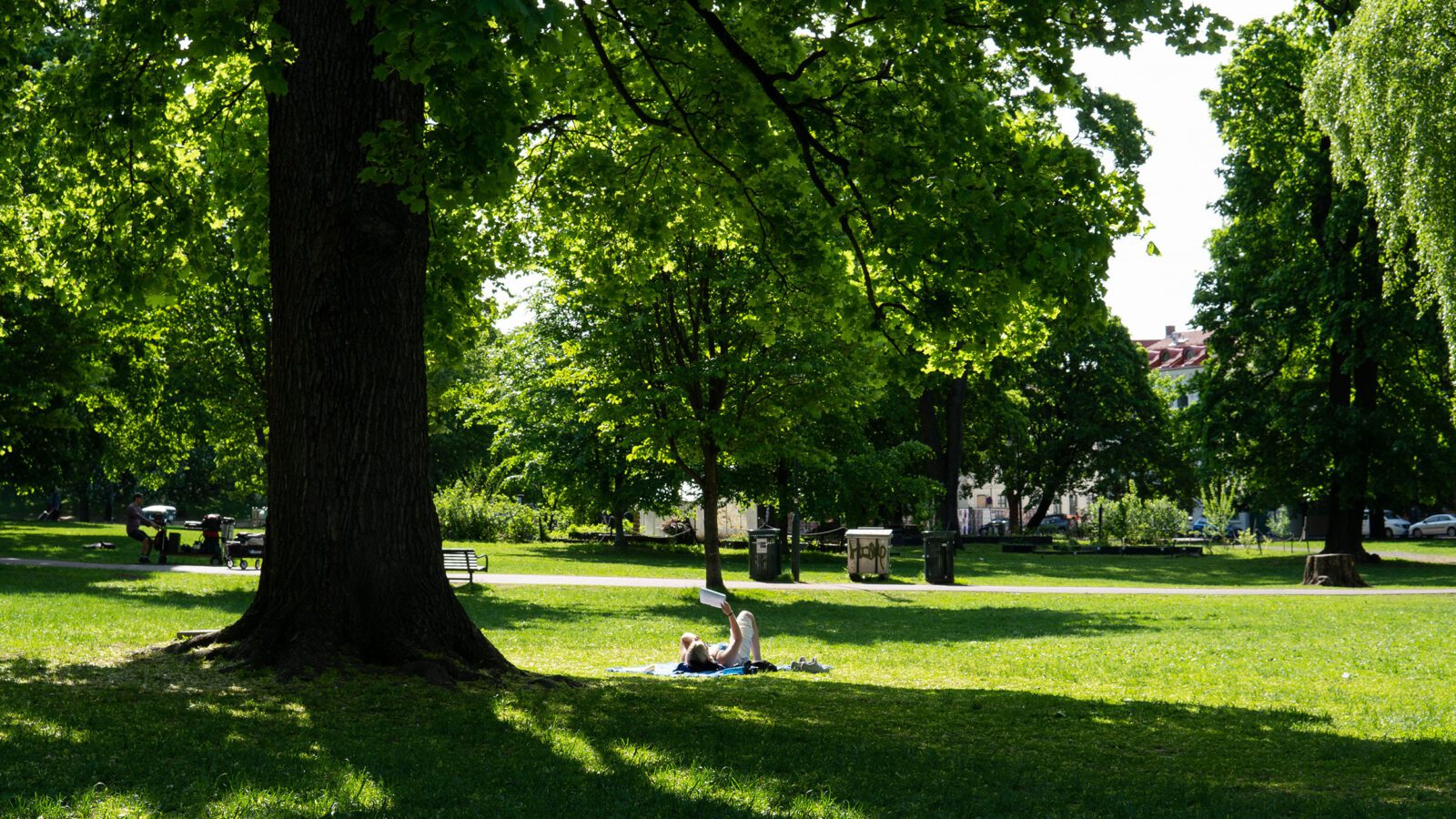 Sofienbergparken, trær, noen ligger i gresset. Sommer.