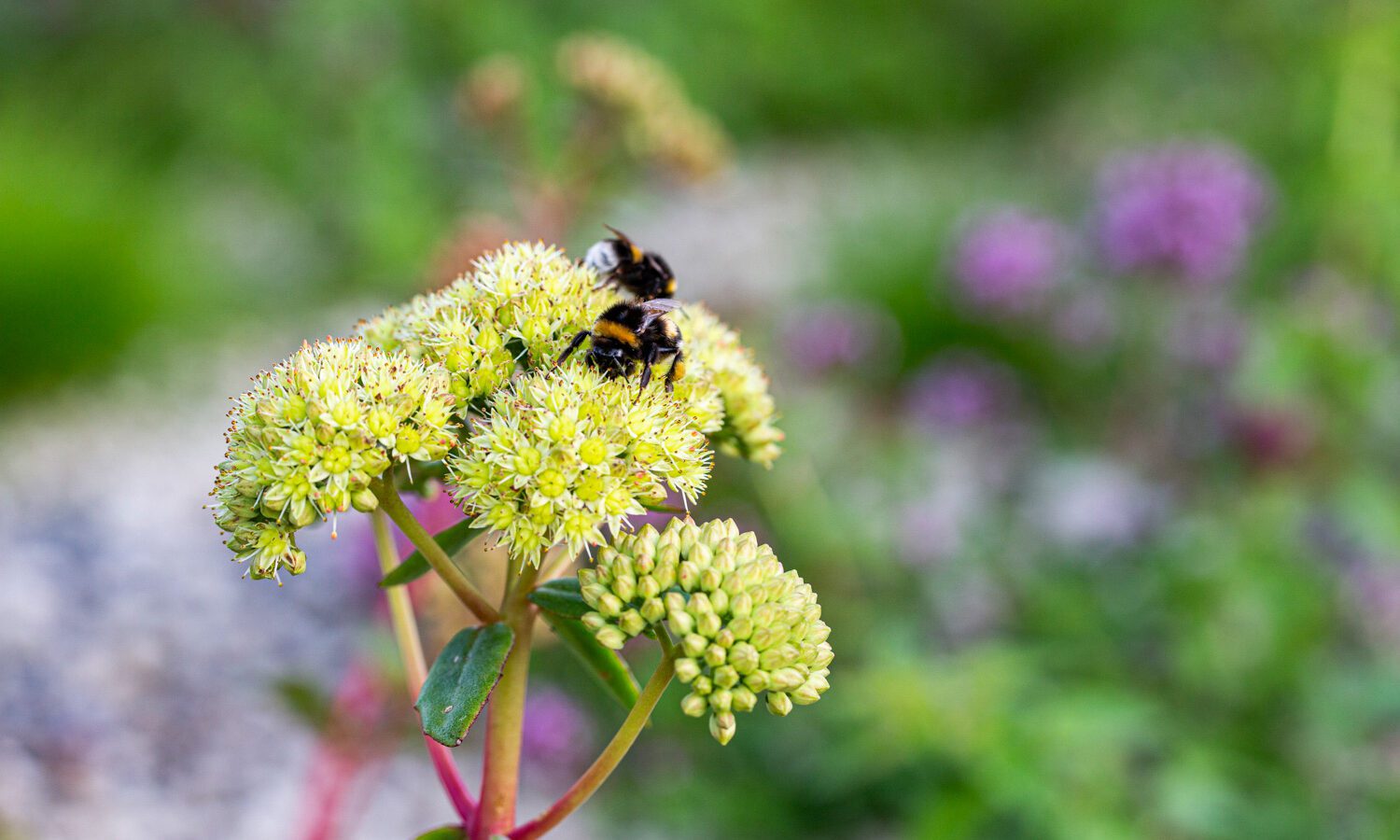 Detalj av insekt og blomst, Vega Scene (Foto: Åse Holte)